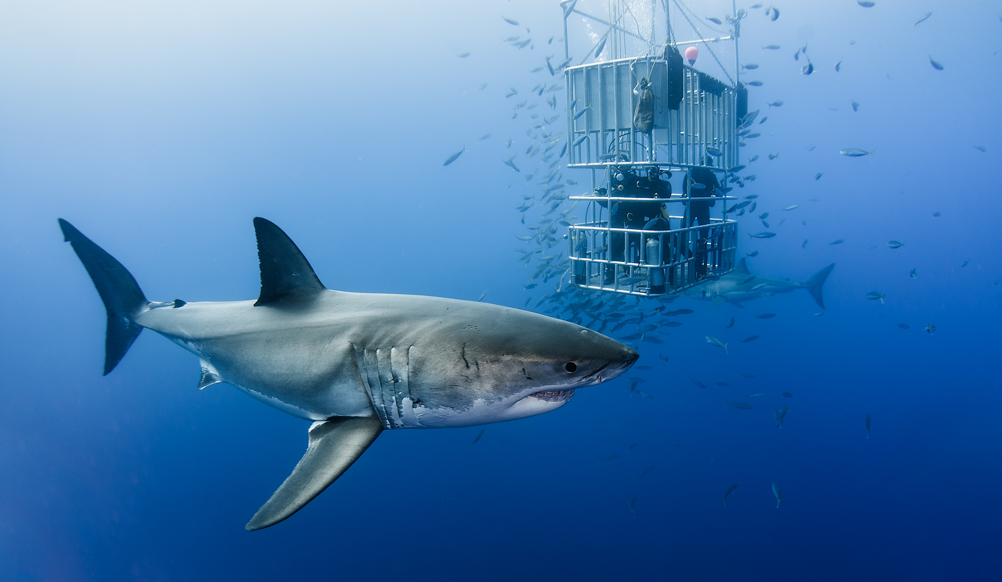 Underwater Wildlife Davide Lopresti